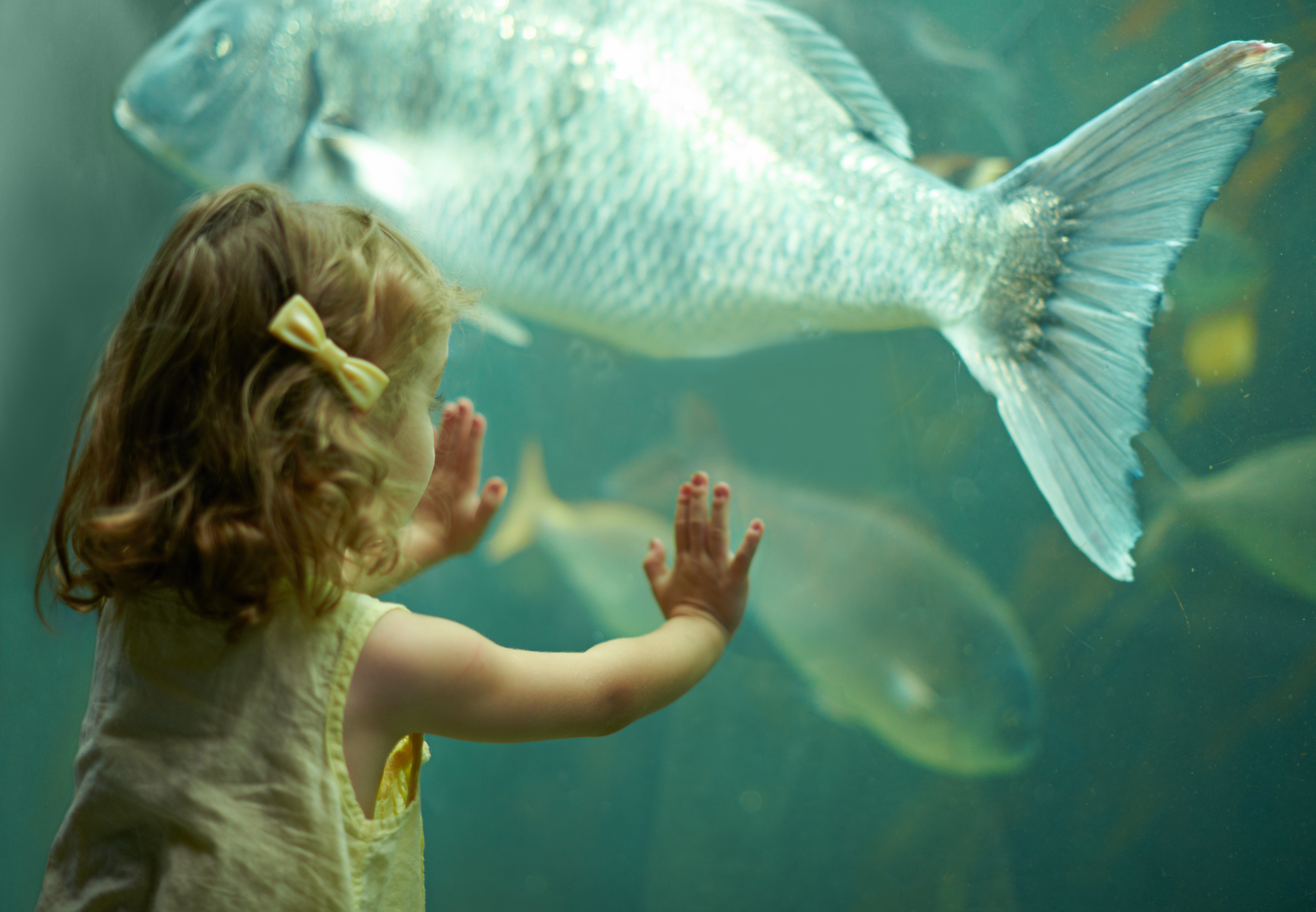 Aquarium